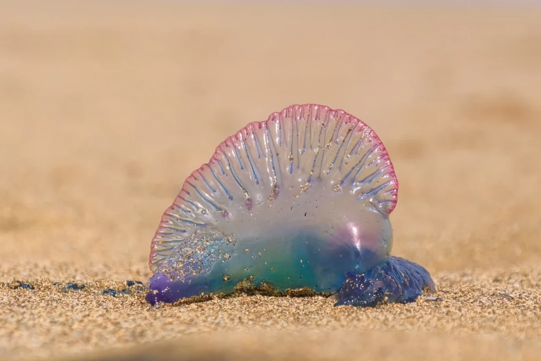 Portuguese Man o’ War jellyfish