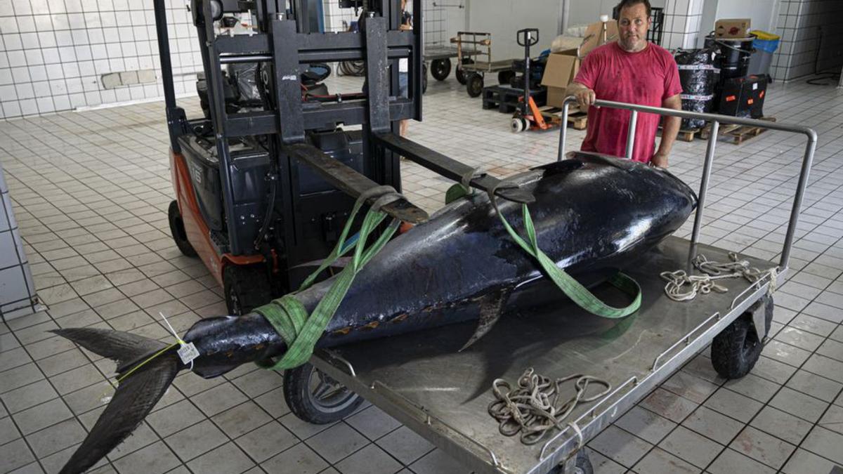 Coll posa junto a su captura, de 2,83 metros de largo. | IRENE VILÀ CAPAFONS