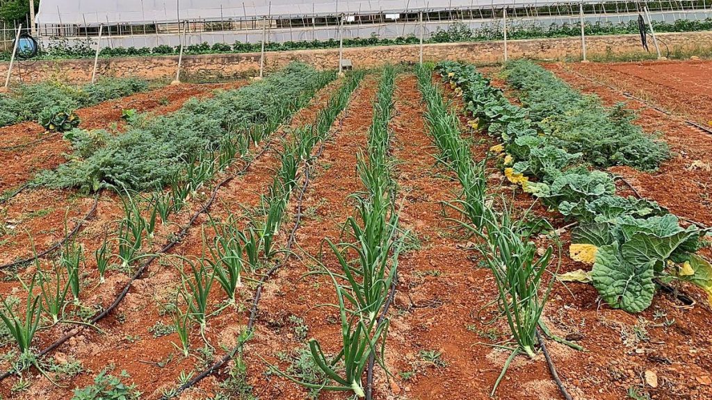 Electricity prices in Ibiza a nightmare measured in kilowatt-hours