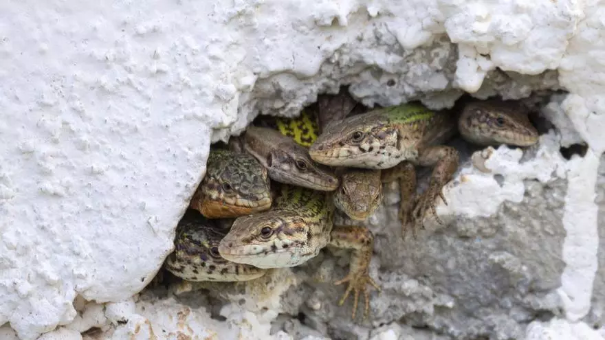 Antonia M. Cirer, biologist: "The disappearance of lizards will trigger a 'cascade effect' that will seriously affect all species"