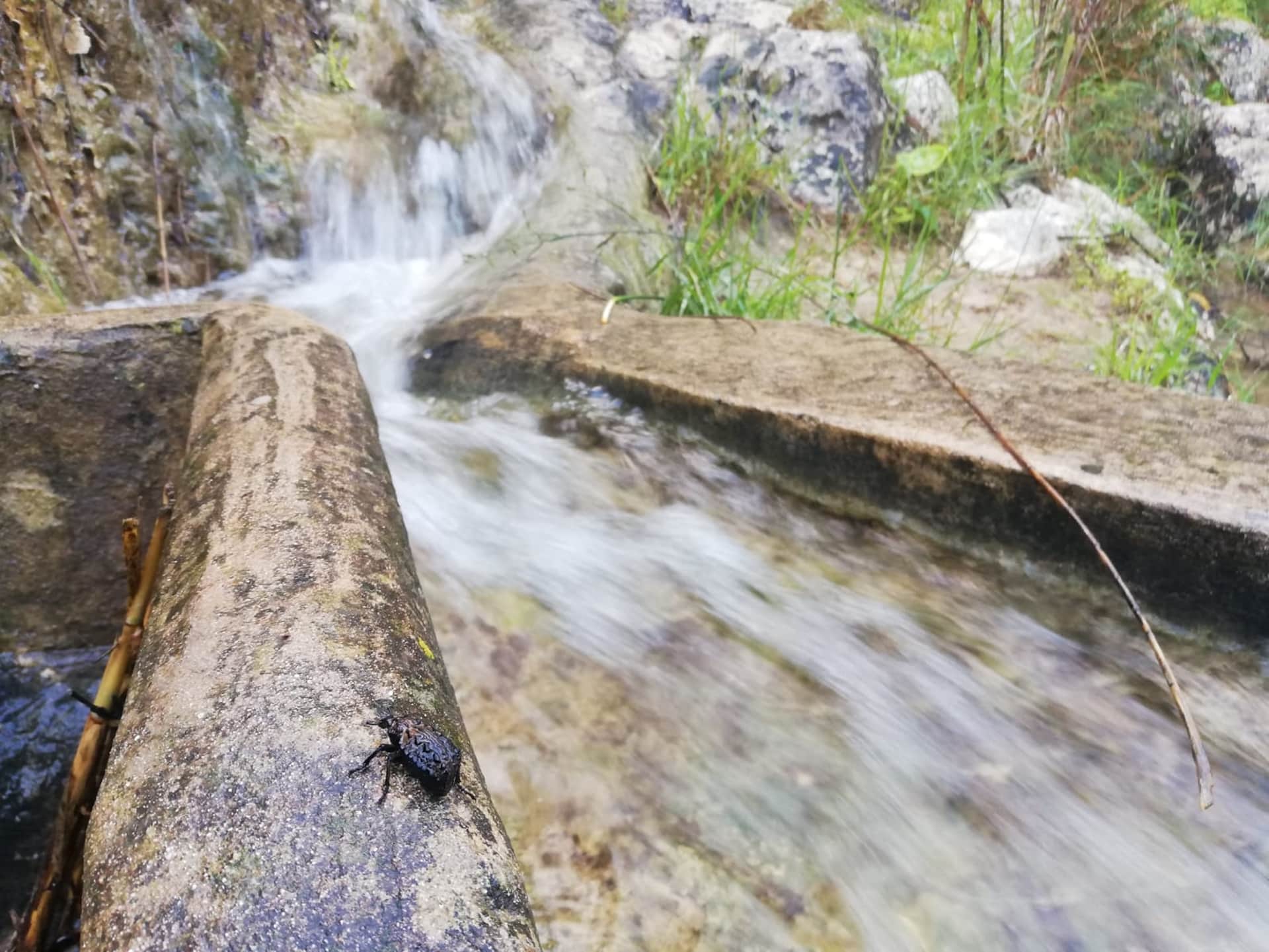 Sa Talaia and es Broll de Buscastell's 'ullals' are overflowing