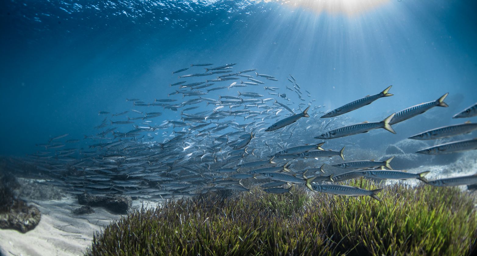 The waters of the Ses Salines Natural Park of Ibiza and Formentera at limit of anchoring capacity
