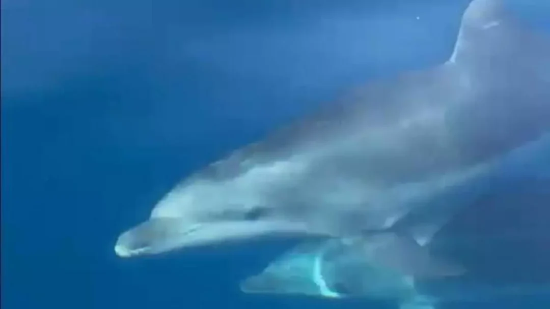 https://www.diariodeibiza.com/news/spectacular-encounter-family-dolphins-ibiza-delights-tourists/