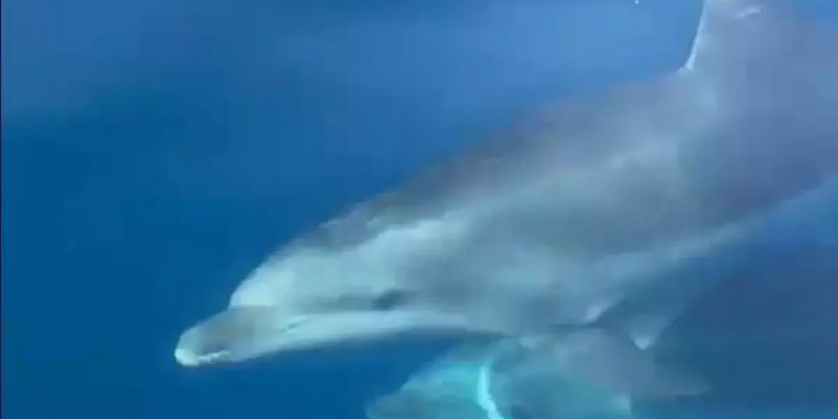 Spectacular Encounter with a Family of Dolphins in Ibiza Delights Tourists
