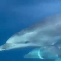dophins-ibiza125