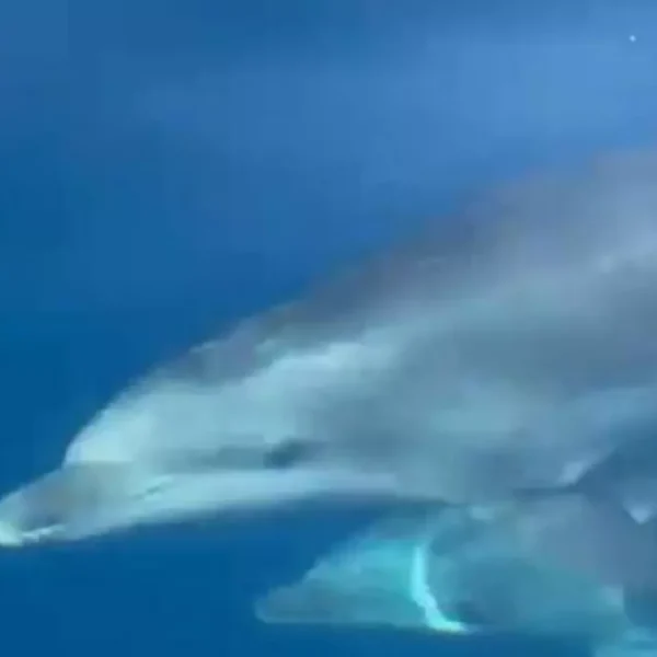 Spectacular Encounter with a Family of Dolphins in Ibiza Delights Tourists