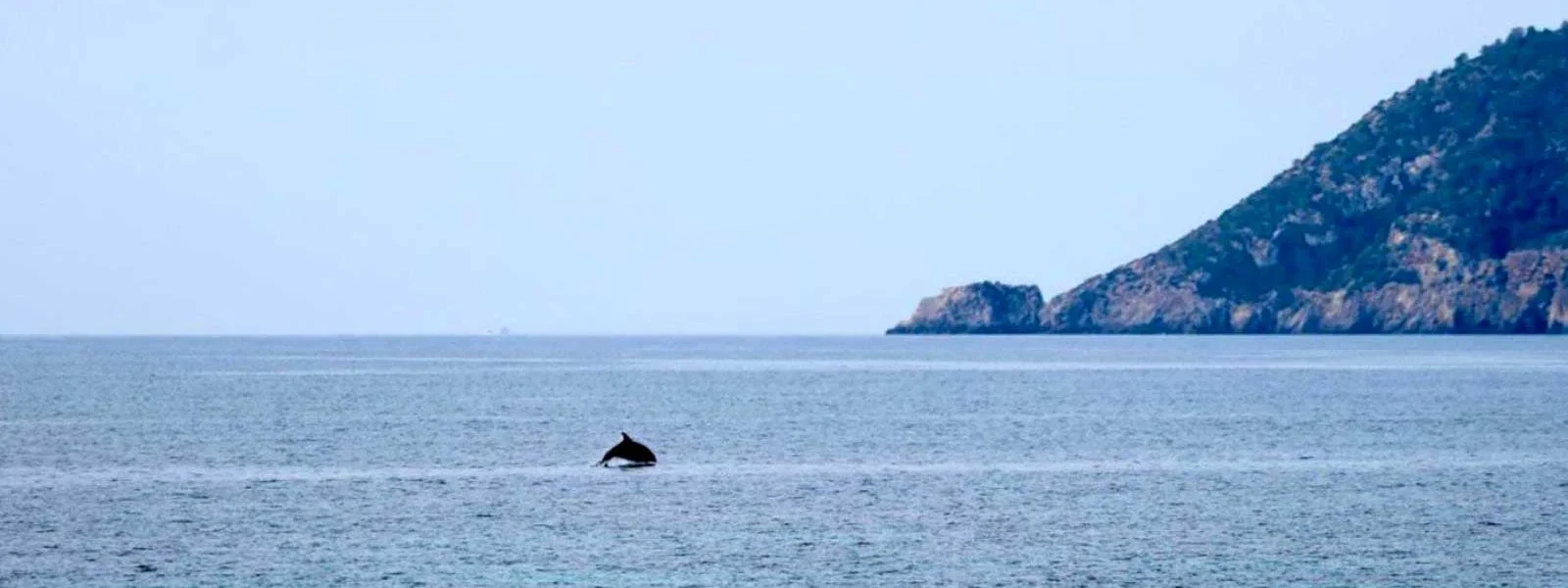 Ibiza and Formentera Dolphins Face More Than Twice the Underwater Noise of Cabrera, Study Finds