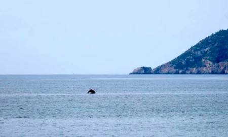 Ibiza and Formentera Dolphins Face More Than Twice the Underwater Noise of Cabrera, Study Finds
