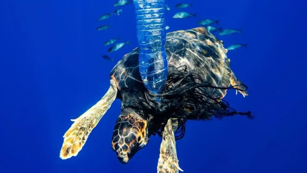https://www.diariodeibiza.com/news/e10000-prizes-photographers-showcasing-balearic-sea-inspiring-marine-conservation/