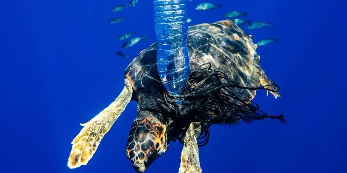 One of last year’s award-winning photographs in the ‘Denuntiare’ Expert ‘Atrapada’ category. | Alex Postigo