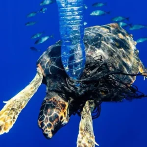 One of last year’s award-winning photographs in the ‘Denuntiare’ Expert ‘Atrapada’ category. | Alex Postigo