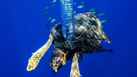 €10,000 in Prizes for Photographers Showcasing the Balearic Sea and Inspiring Marine Conservation