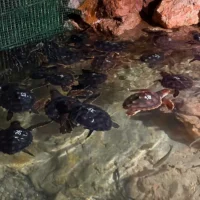 sea-​​turtles-aquarium-cap-blanc-cave-ses-llagostes