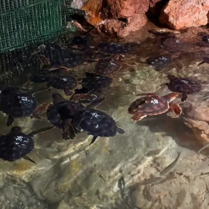 Special Guests at Ibiza’s Cap Blanc Aquarium: Sea Turtles from the Es Cavallet Nest Prepare for Their Return to the Mediterranean