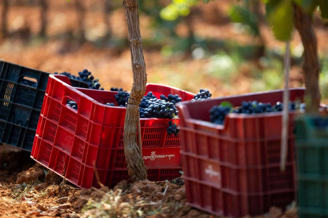 Boxes full of grapes from the harvest at Can Maymó. | Toni Escobar