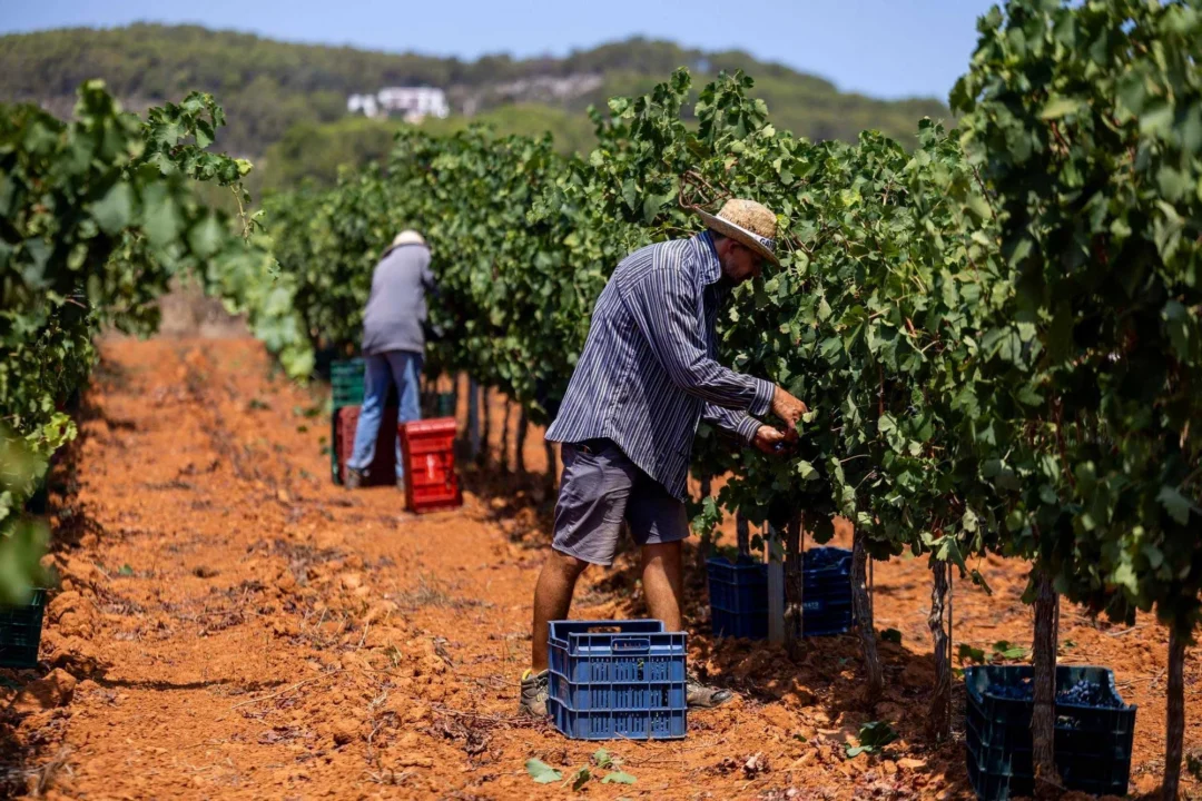 https://www.diariodeibiza.com/news/ibiza-wine-enjoys-promising-harvest-wineries-expect-80000-bottles/