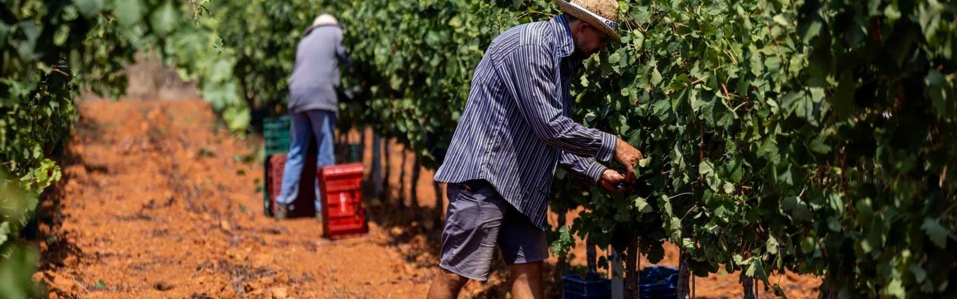 Ibiza wine is having a banner year this vintage: up to 80,000 bottles in some wineries | Toni Escobar