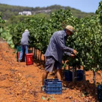 Ibiza wine is having a banner year this vintage: up to 80,000 bottles in some wineries | Toni Escobar