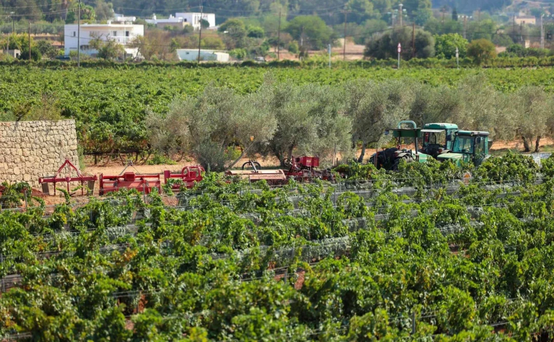 The grape harvest at Can Rich winery in an archive image. | Marcelo Sastre
