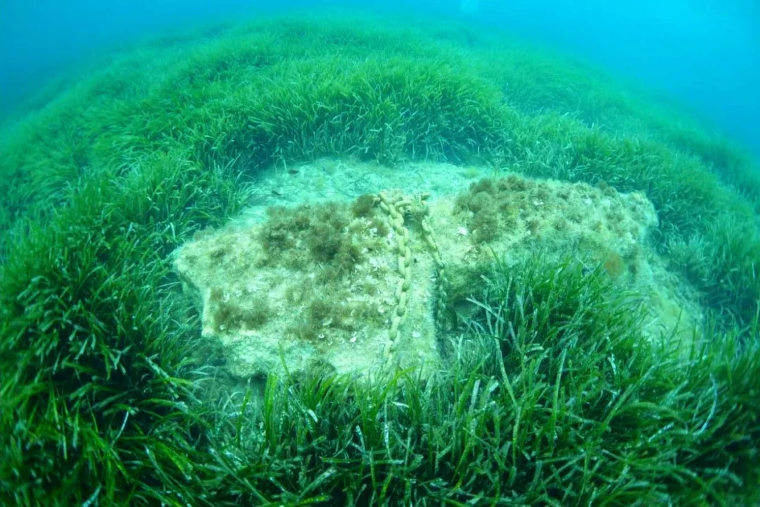Posidonia seagrass meadow destroyed by an anchor in Ibiza. | Salvem sa Badia
