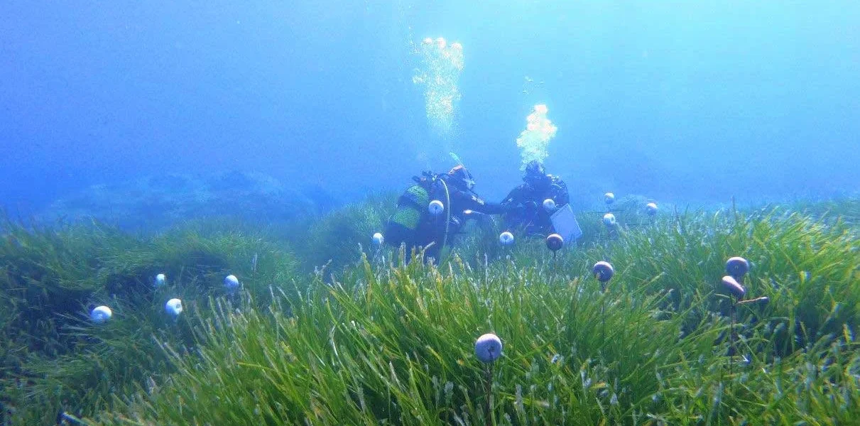 Posidonia seagrass meadow on the coast of Ibiza. | Imedea