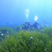 Posidonia seagrass meadow on the coast of Ibiza. | Imedea