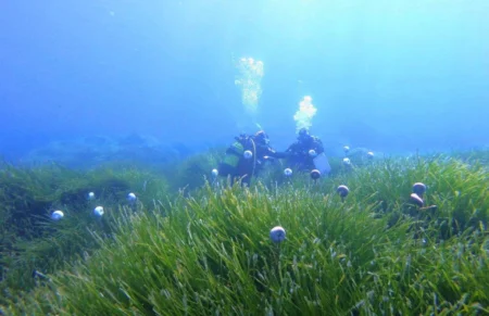 Illegal Anchoring on Posidonia Seagrass Doubles in Ibiza in Just One Year