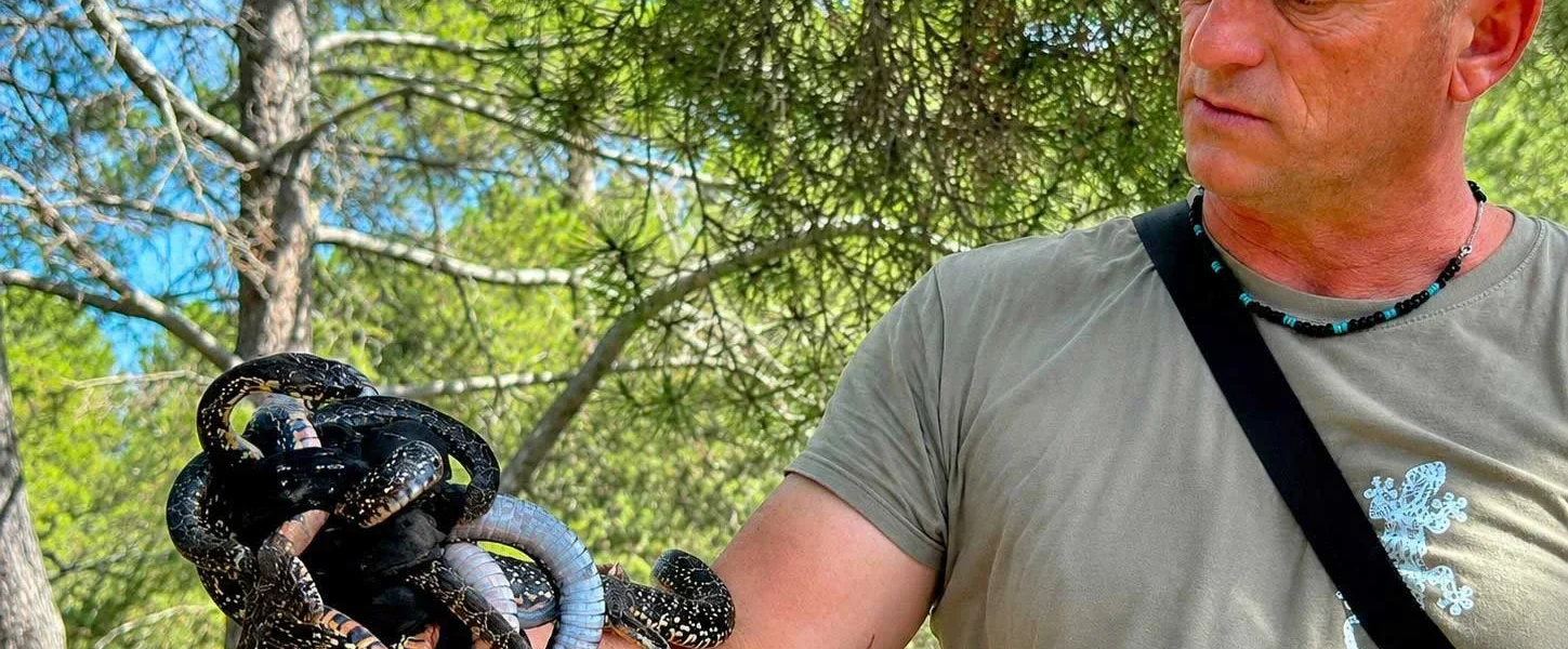 Dean Gallagher holds several snakes captured in a trap installed on a farm in Santa Agnès, Ibiza. | D.I.