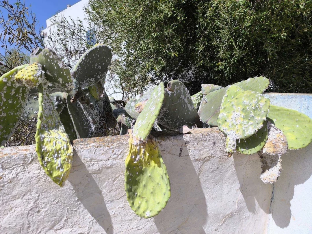 https://www.diariodeibiza.com/news/formentera-prickly-pear-cacti-invasive-cochineal-pest/