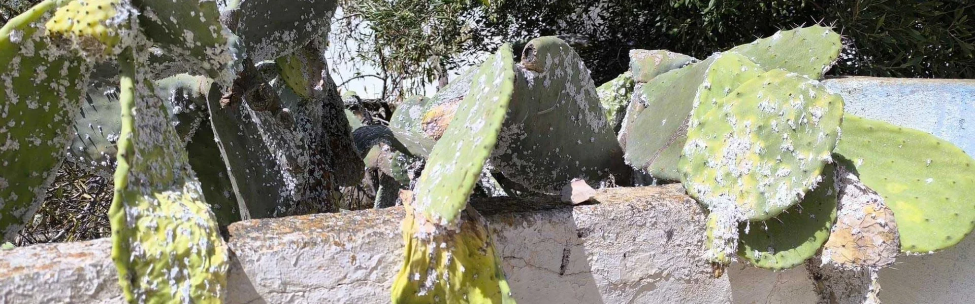 A prickly pear cactus affected by cochineal scale in Sant Ferran, Formentera / P.M.V.