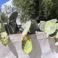 A prickly pear cactus affected by cochineal scale in Sant Ferran, Formentera / P.M.V.