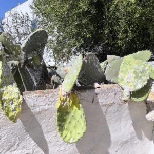 Formentera’s Prickly Pear Cacti Under Threat from Invasive Cochineal Pest