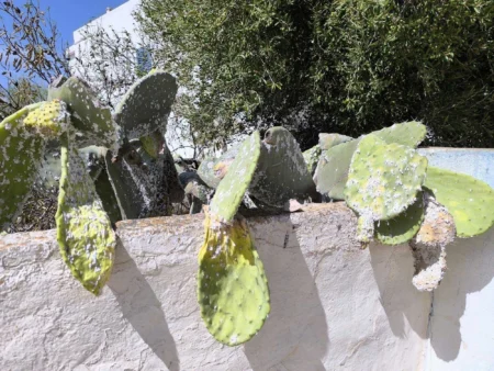 Formentera’s Prickly Pear Cacti Under Threat from Invasive Cochineal Pest