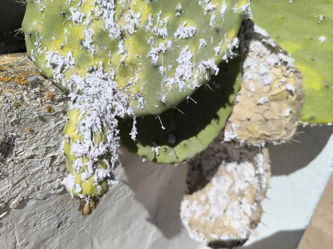 The cochineal scale feeds on the plant and can cause it to die | P.M.V.