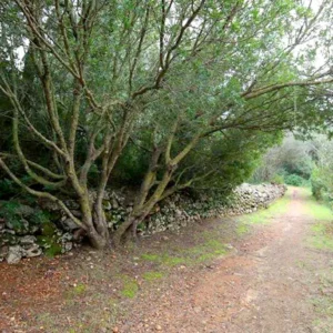 Ibiza: Sant Joan Invests Almost €184,000 in Rural Roads