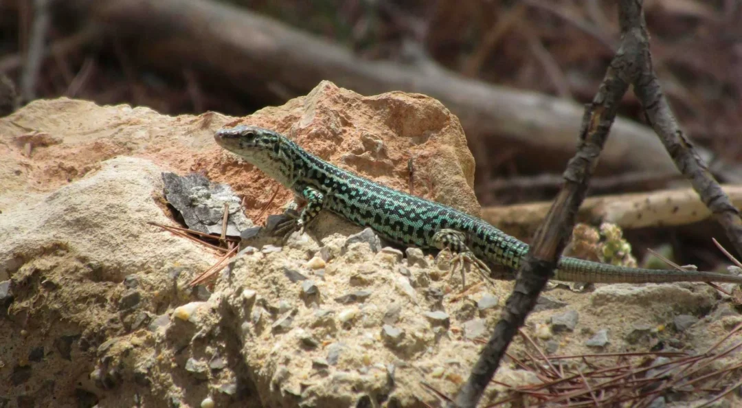 Specimen of the Pitiusan lizard | Sargantana Power