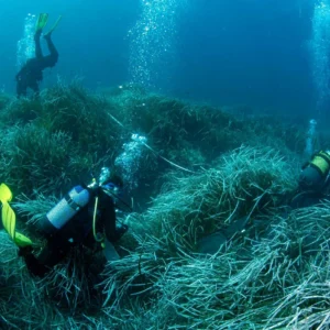 Posidonia Meadows off Ibiza’s Es Vedrà Pass Latest Monitoring Check