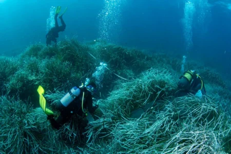 Posidonia Meadows off Ibiza’s Es Vedrà Pass Latest Monitoring Check