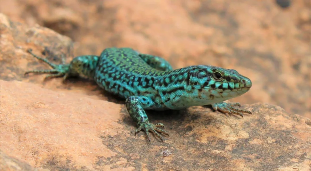 https://www.diariodeibiza.com/news/sargantana-power-formentera-lizards-snakes-bureaucracy/