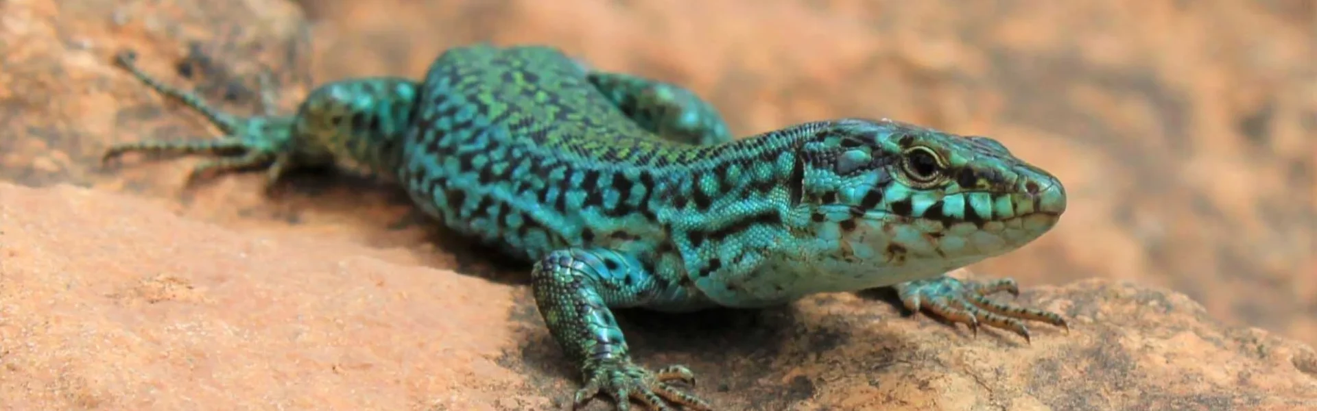 A specimen of the Pitiüsas lizard. | Baravi Thaman