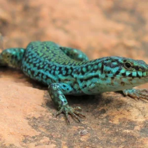 Sargantana Power: “Lizards Don’t Have Time for So Much Red Tape”