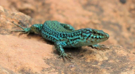 Sargantana Power: “Lizards Don’t Have Time for So Much Red Tape”