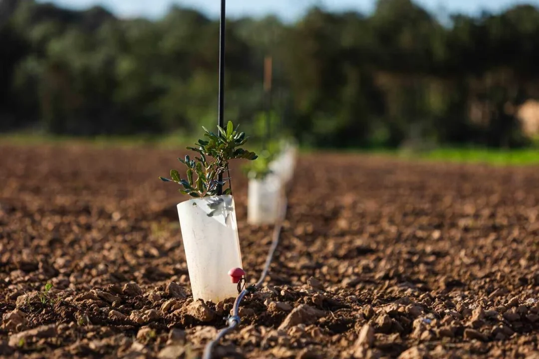 IbizaPreservation allocates 35,000 euros for the planting of one thousand fruit trees and the restoration of agricultural land in the Pityusic Islands / IbizaPreservation