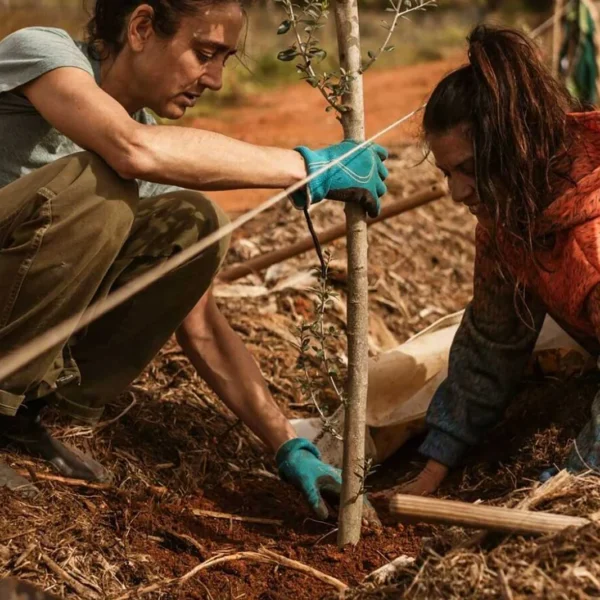 Ibiza and Formentera Offer Grants to Plant 1,000 Fruit Trees