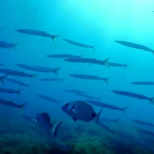Balearic Sea, file photo. / Mare