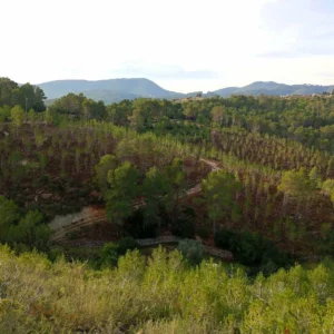 Ibiza Treats Benirràs and Morna Forests to Prevent Wildfires