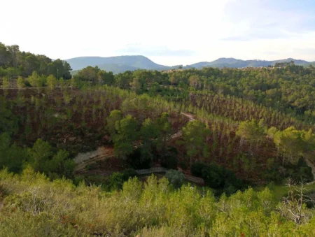 Ibiza Treats Benirràs and Morna Forests to Prevent Wildfires