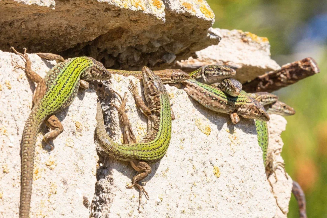 Specimen of the Pitiusa lizard / Sebastián Candela