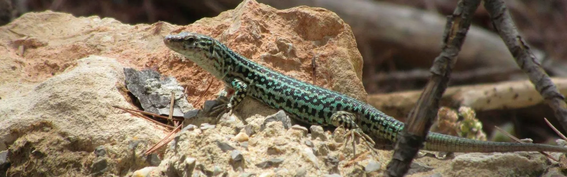 Specimen of the Pitiusa lizard / Sargantana Power