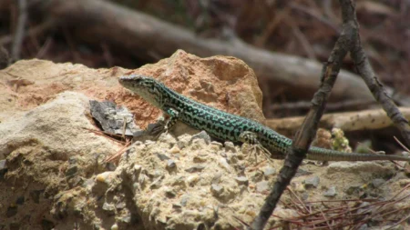 Ibiza Lizard Conservation: Calls for New Census Reach Europe